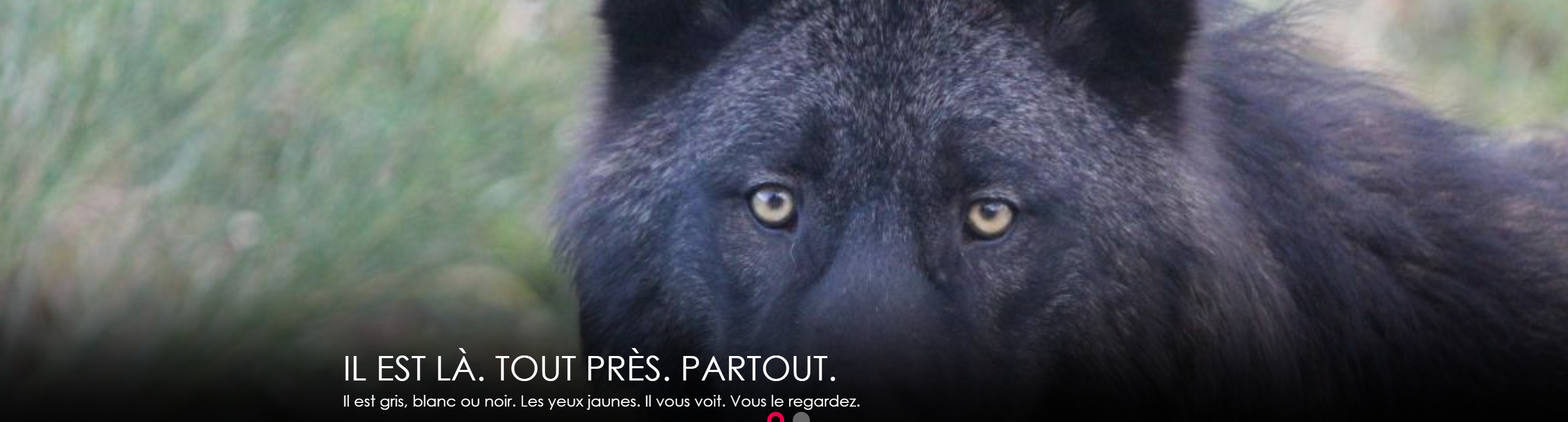 Les Loups de Chabrières Parc Animalier des Monts de Guéret PassParcs